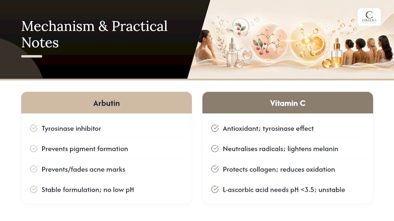 How Do Alpha Arbutin and Vitamin C Actually Work in Skin? — overview diagram