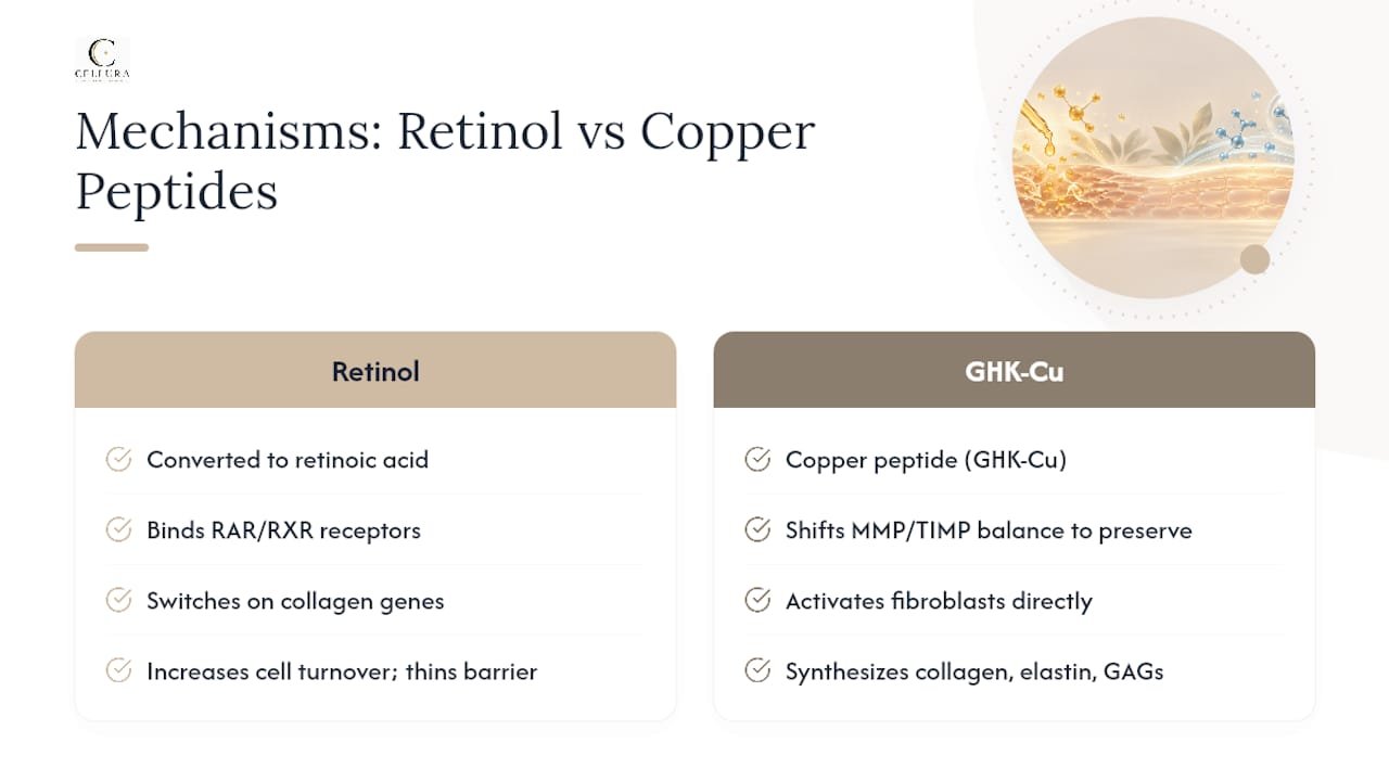 Retinol and copper peptide mechanisms